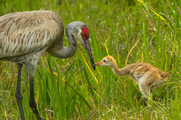 Sandhill crane mother with baby colt