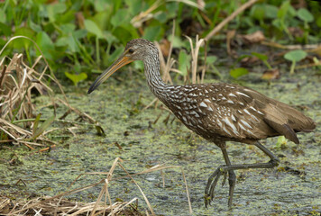 Limpkin (Aramus guarauna)