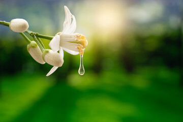 Citrus tree flower dripping with nectar © Banu Sevim