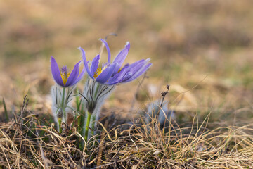 Pasque flowers on spring field. Photo Pulsatilla grandis with nice bokeh. Spring flower. Purple flower. Poisonous flower.