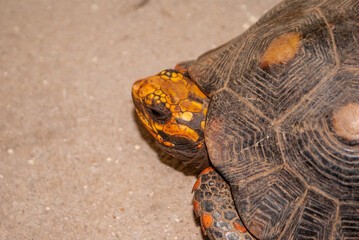 Adult of a species of tartauga aarela Yellow-footed tortoise. Species amazonica detartatuga terrestrial. Tartauga and his hoof. Yellow-headed turtle (Chelonoidis denticulata).