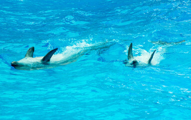 two dolphins swim in the pool