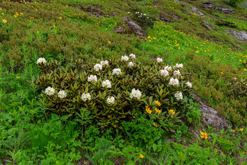 rhododendron flowers in the caucasus mountains
