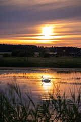 A swan swims in the lake at sunset