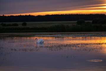 A swan swims in the lake at sunset