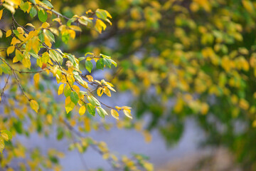 Obraz na płótnie Canvas Abstract autumn seasonal background for weather forecast with selective focus and copy space