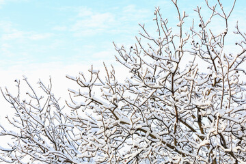 Branches in the snow close-up. Winter background