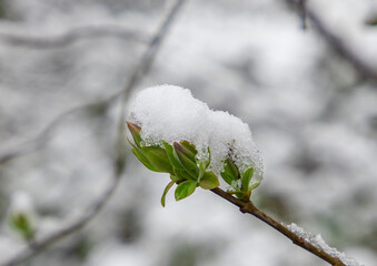 A close-up of a branch with green leaves covered in snow