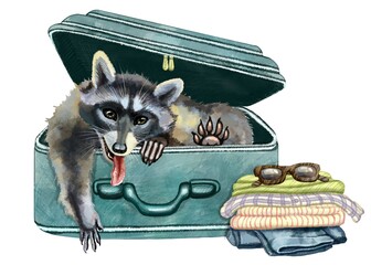 Color illustration of a raccoon in a suitcase on a white background. Traveling with a pet. Funny animals. For printing on clothes, bags, dishes. For website design. Travel business. Humor. Trips.