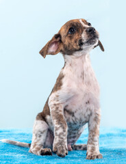 One adorable mixed breed puppy dog looking up in the studio posing on a fluffy blue surface by a blue background