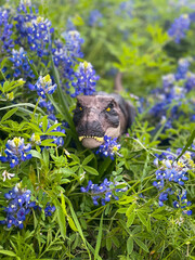 Dinosaur in Texas Bluebonnets © McKeesPhotography