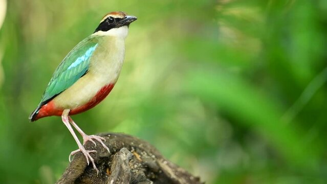 Fairy Pitta Pitta nympha bird standing.
