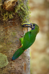 Northern Emerald toucanet feeding baby at nest