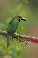 Emerald Toucanet looking at camera