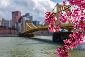 Pittsburgh Cherry Blossoms