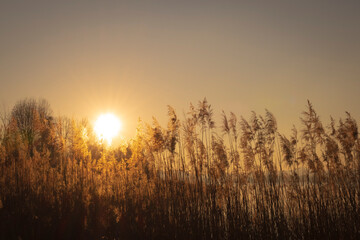 Reeds at sunset - 590134086
