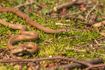 Young Brown Water Snakes make their way to the marsh