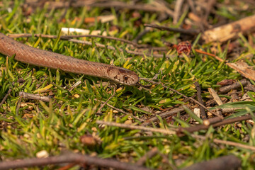 Fototapeta premium Young Brown Water Snakes flickes its tongue while slithering across the ground