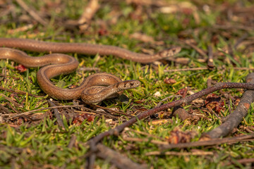 Young Brown Water Snakes make their way to the marsh