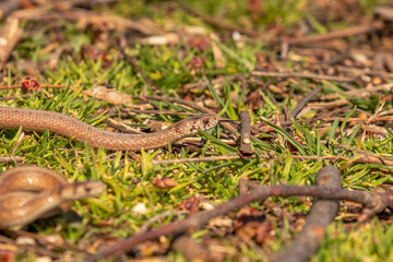Young Brown Water Snakes flickes its tongue while slithering across the ground