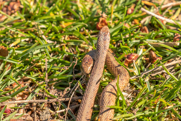Young Brown Water Snakes make their way to the marsh