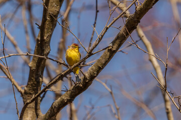Palm Warbler perched on a tree branch