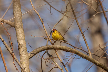 Palm Warbler perched on a tree branch