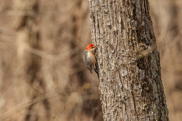 Red-bellied Woodpecker clings on a tree trunk