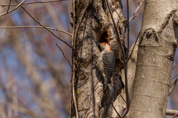 Red-bellied Woodpecker searches for grubs in a hole in a tree trunk