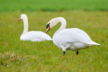 Mute swans on a meadow eating grass (Cygnus olor)