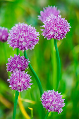 Delicious, Purple & Green, Savory, Fresh Chives In Bloom all Spring - Border, Background, Backdrop, Invitation, Flier, Garden Party, Harvest Party, Poster, Banner Ad, Ad, Recipe Book, Restaurant