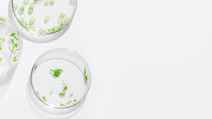 organic cosmetics, natural cosmetics, biofuels, algae. Natural green laboratory. Experiments. Laboratory glassware and containers with green plants on a light background.