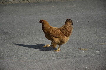 Huhn in Holtensen bei Hameln