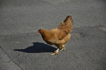 Huhn in Holtensen bei Hameln