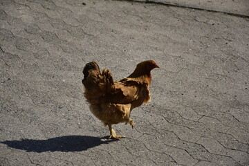 Huhn in Holtensen bei Hameln