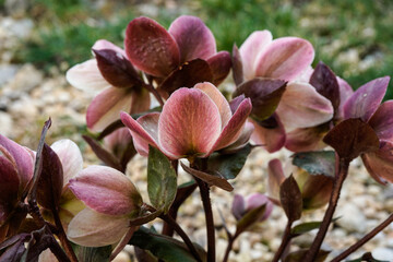 Obraz premium Back view of a blooming hellebore plant. Dark pink and white petals.