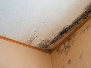 Mold Growth on White Ceiling Corner with Warm-Colored Walls