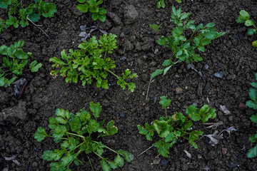 Flower bed full of ranunculus plants. Spring flower garden.