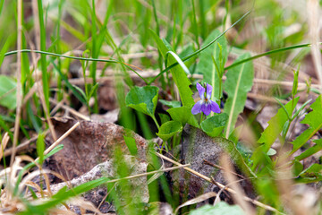 This flowers which come in a wide range of colors, include blue, white, yellow and combination thereof. Violet flowers on path edges in spring after winter or even in early autumn. Wood violet.