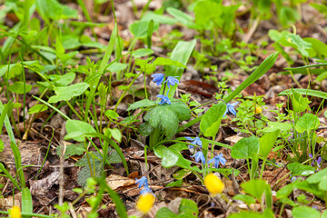 Blue flowers on path edges in early spring, it`s ones of the first flowers to appear in spring after winter. Blooming heartily from early spring. Scilla bifolia. Alpine Squill.