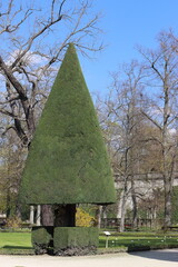 Eibe in Form geschnitten. 