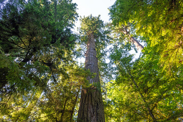Giant Douglas Fir (Pseudotsuga menziesii), highest tree of Macmillan provincial park, Cathedral Grove, Vancouver Island, British Columbia, Canada. - obrazy, fototapety, plakaty