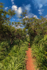 Jungle Trail, Kaua'i
