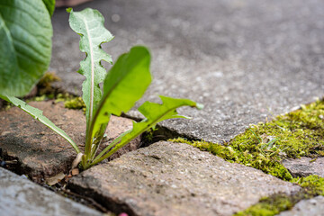 dandelion, weed and moss growing between cobblestones.