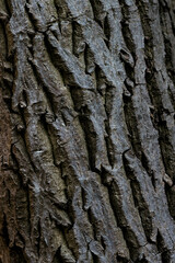 bark, tree, texture, wood, nature, pattern, brown, trunk, abstract, rough, old, forest, natural, surface, plant, closeup, pine, detail, wooden, oak, textured, timber, cortex, material, macro