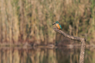 A Common kingfisher bird standing on a branch of a tree