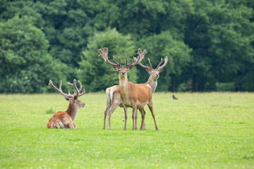 Sunlit red deer, cervus elaphus, stag with new antlers