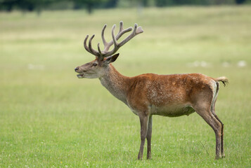Sunlit red deer, cervus elaphus, stag with new antlers