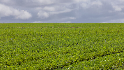 Green plants at Carlsbad flower field in California, yet to bloom in spring time.