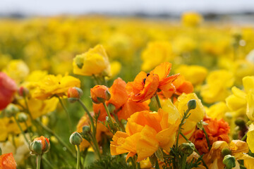 Close up view of Colorful Poppy flowers at Carlsbad flower field in California.